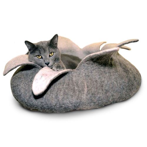 Dharma cat bed best sale